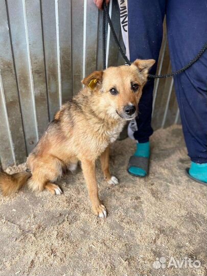 Собака в добрые руки