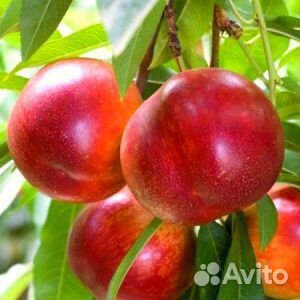 Нектарин(персик), саженцы