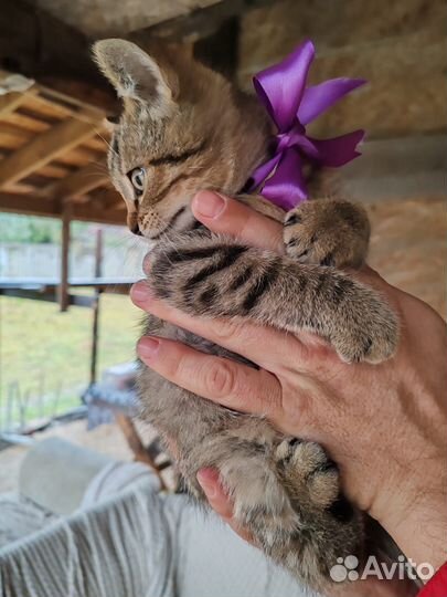 Кошка в дар