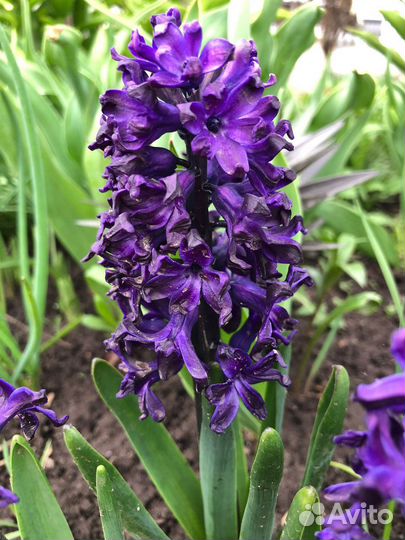 Луковичные и многолетние цветы