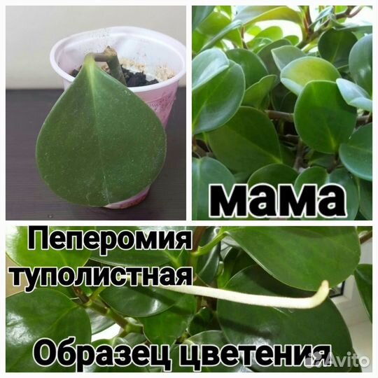 Комнатные цветы