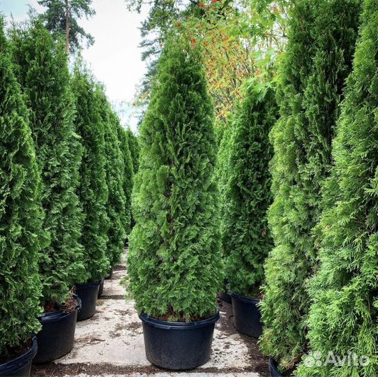 Туя смарагд