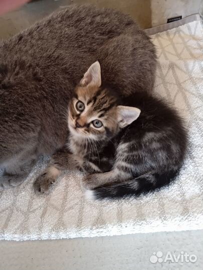 Котята в добрые руки бесплатно