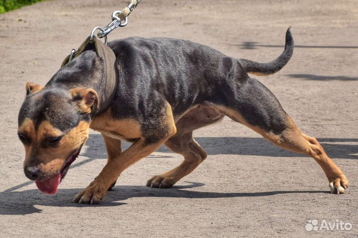 Сука питбуля в добрые руки