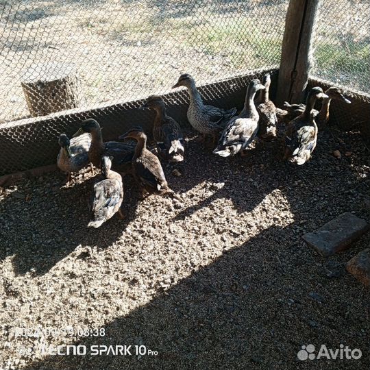 Утки дикаши, кряква