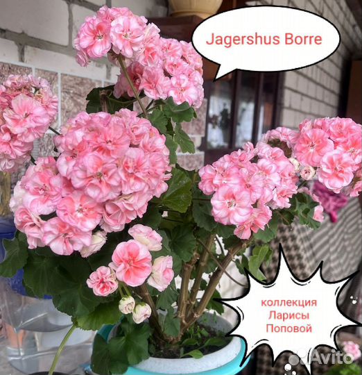 Сортовые пеларгонии