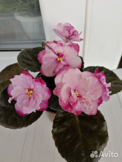 Цветущие сортовые сенполии