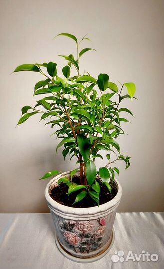 Цветы и растения комнатные.Фикус алоэ орхидея