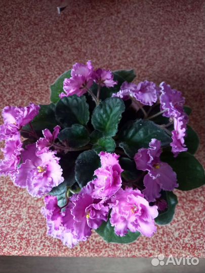 Листочки фиалок сортовых