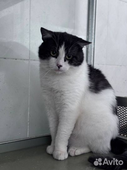 Котик Батон в добрые руки
