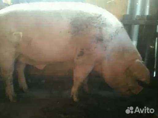Хряк на племя