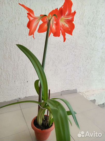 Гиппеаструм красноватый