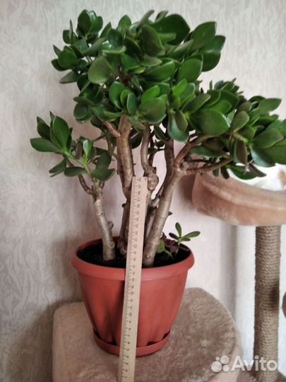 Крассула толстянка (денежное дерево)