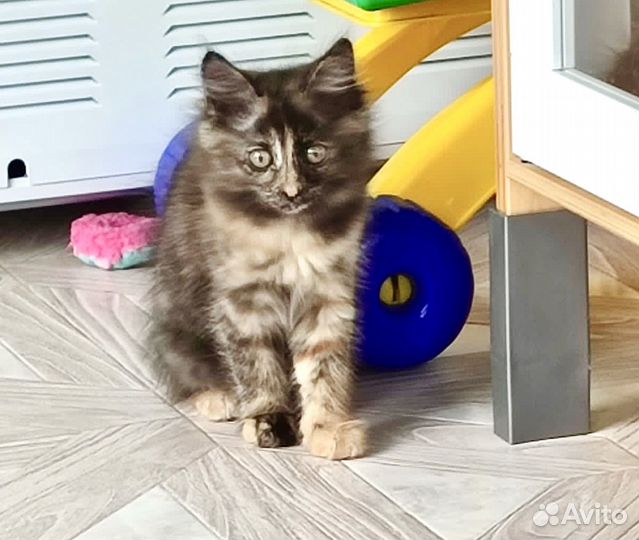 Отдам котенка (девочка)