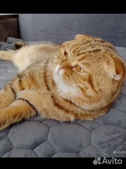 Шотландский котёнок