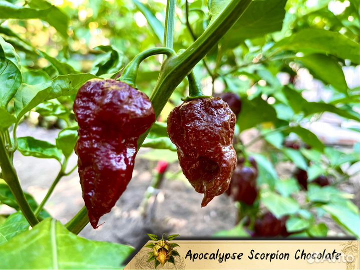 Семена острого перца Каролина Рипер и др. лютейших