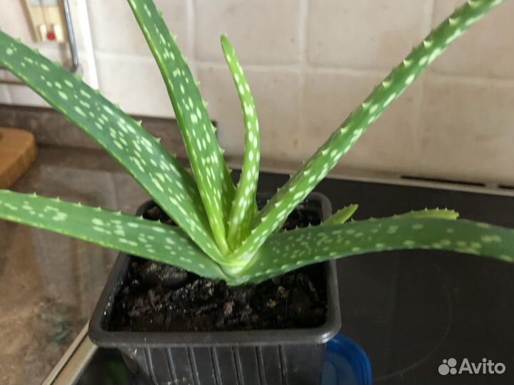 Алое вера лечебный 15- 20 см