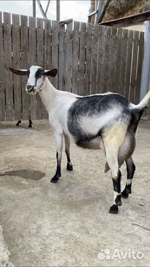 Коза дойная