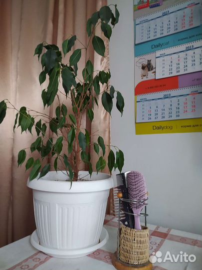 Фикус бенджамина большой