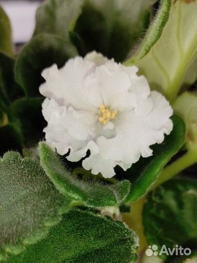 Фиалки (разные)