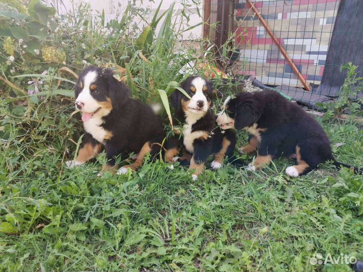 Щенки бернского зенненхунда. Бернский зенненхунд