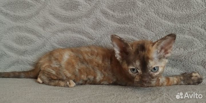 Котята девон-рекс девочки