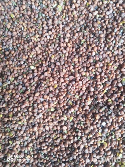 Редька масличная