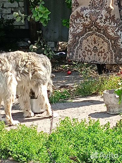 Собаки бесплатно в добрые руки