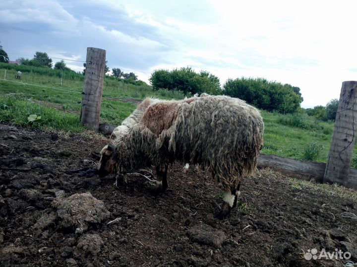 Овцы,ягнята, бараны(на мясо)