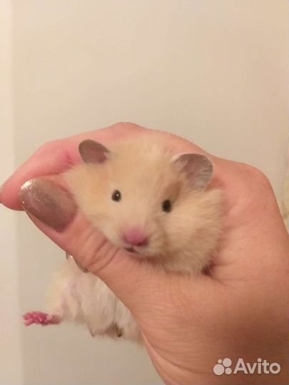 Хомяки рыжие атласные сирийские