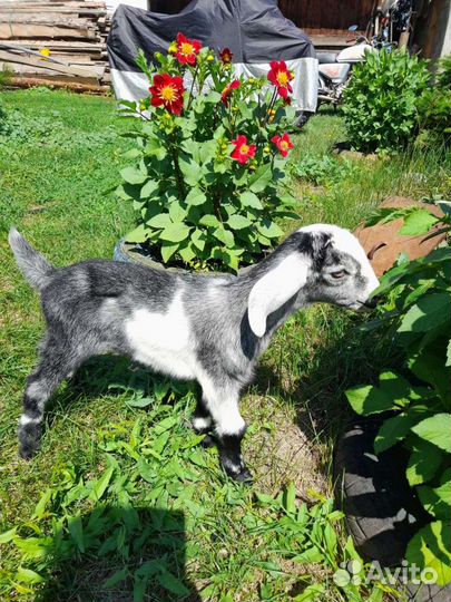 Козел вязка