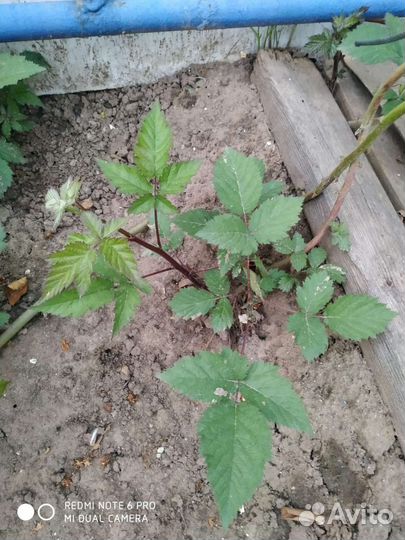 Саженцы ежевики