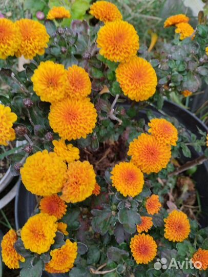 Астра, Очиток Видный, хризантема