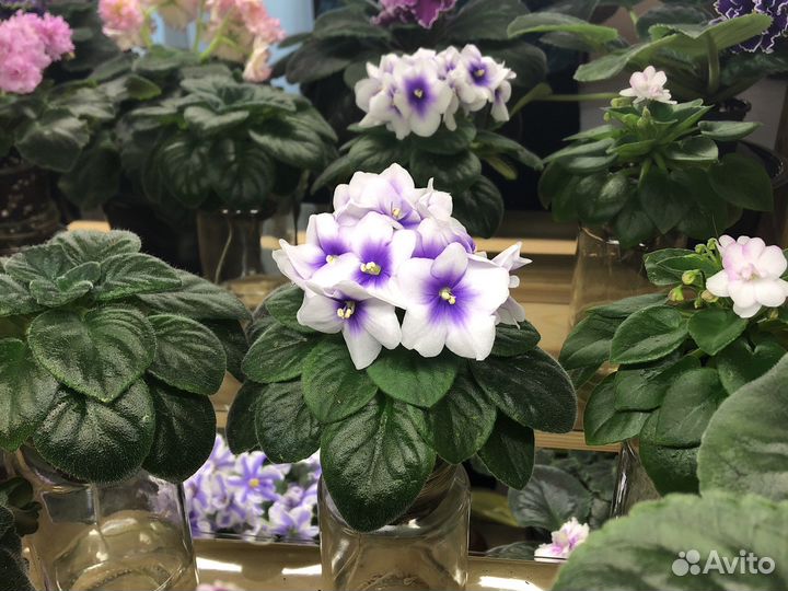 Фиалка сортовая мини ле мятная прохлада