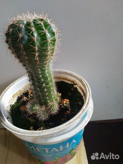 Кактус эхинопсис