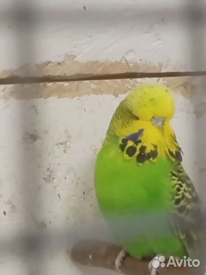 Выставочные попугаи чехи