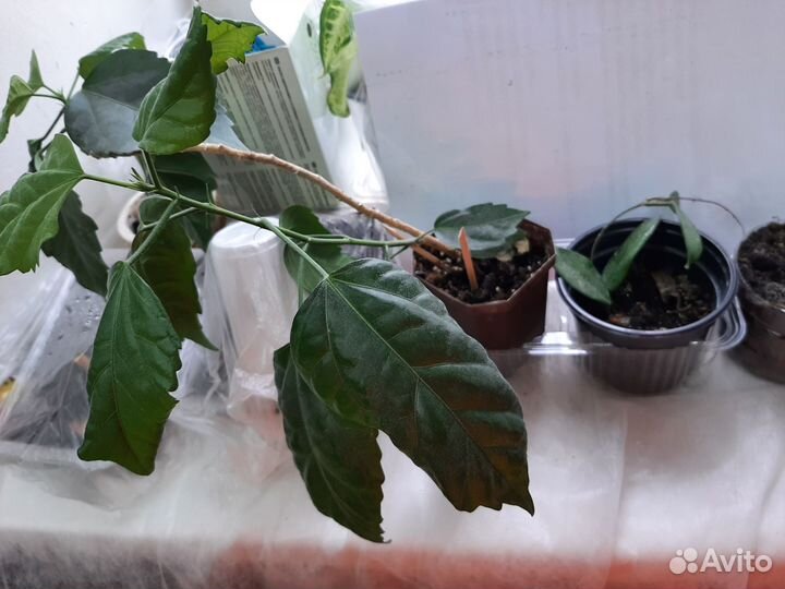 Комнатные цветы