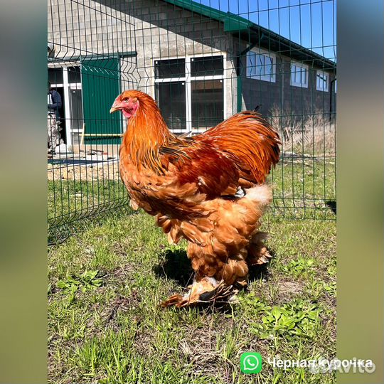 Цыплята Джерсы, Виандот,Брама,Кохи карликовые