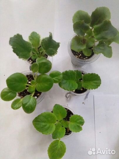 Продам детки и укорененные черенки сотовых фиалок