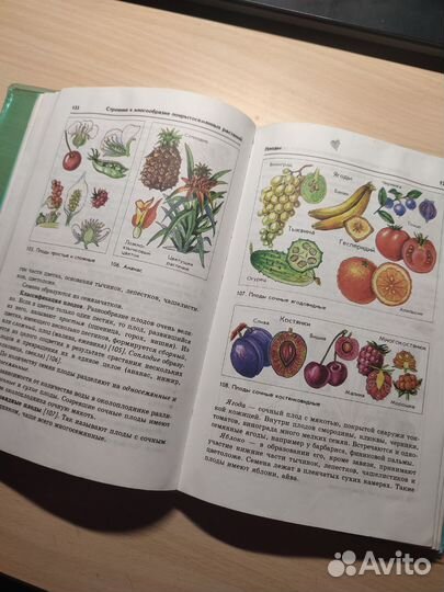 Учебник по биологии 6 класс (Пасечник В. В.)