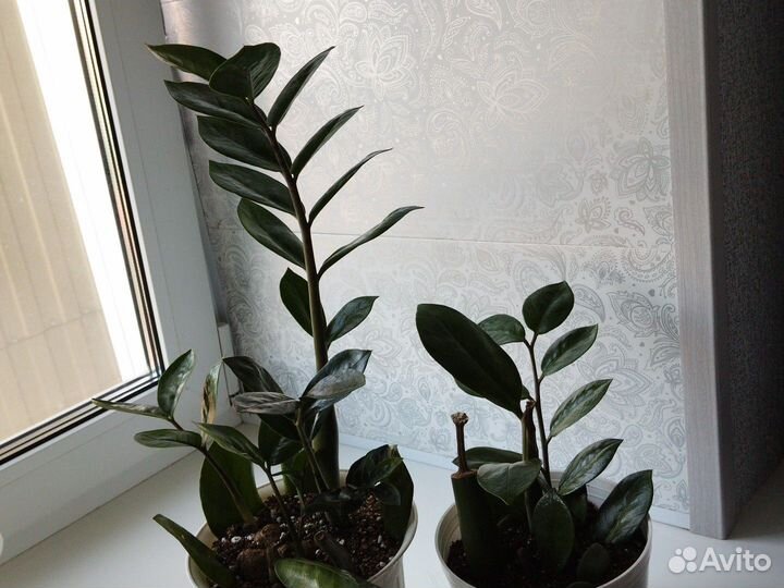 Замиокулькас