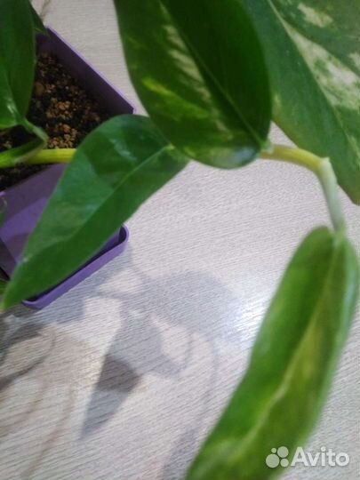 Сциндапсус