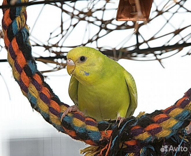 Птенец волнистого попугая самка
