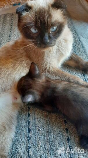 Котик в добрые ручки