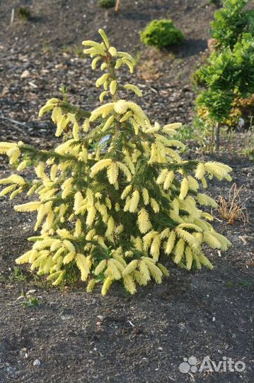 Ель с цветным приростом (читайте описание)