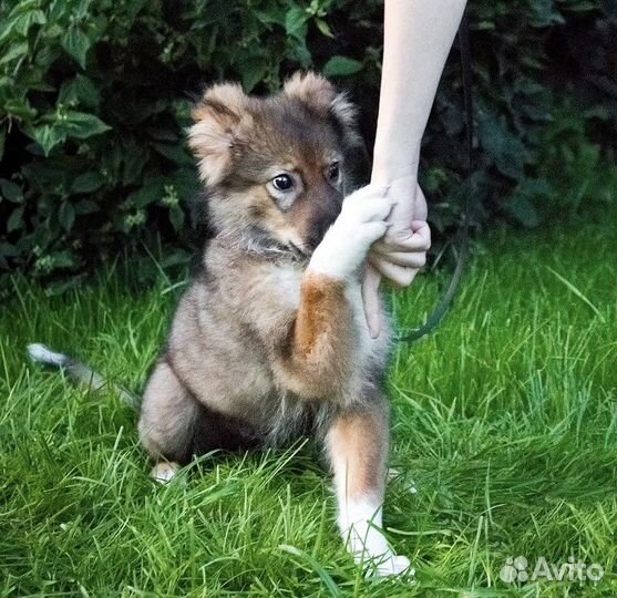 Метис