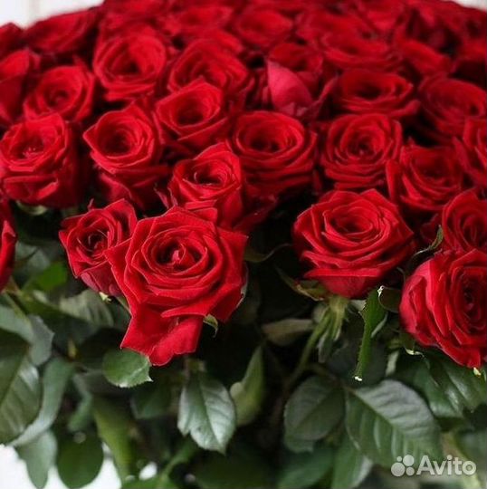 Высокие розы Гигантские розы Доставка цветов