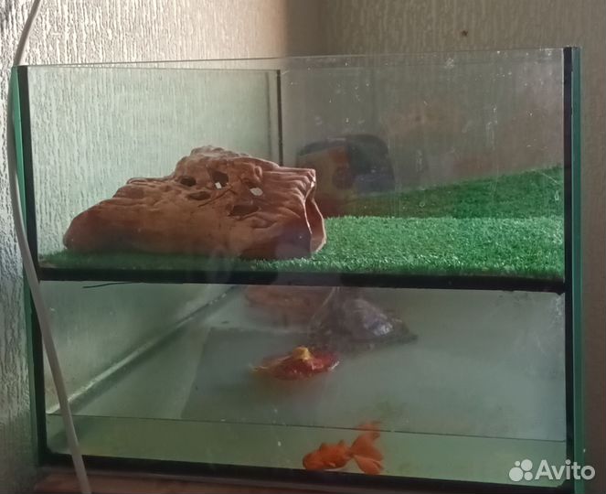 Красноухая черепаха с аквариумом