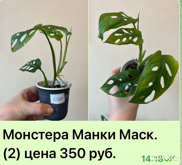 Монстера Манки Маск