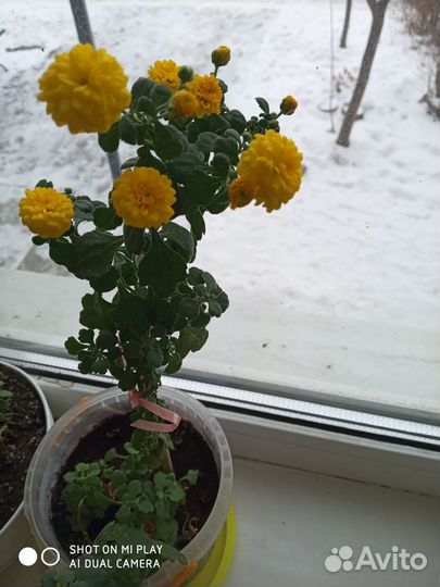 Хризантема комнатная, жёлтая, бордовая